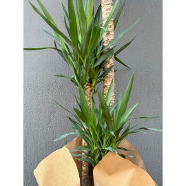 3'LÜ YUKKA SAKSI ÇİÇEĞİ